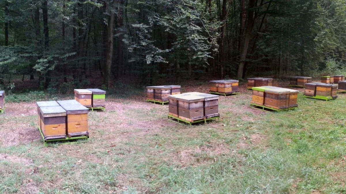 Carnica-Bienenvolk auf der Brutwabe — Nahaufnahme