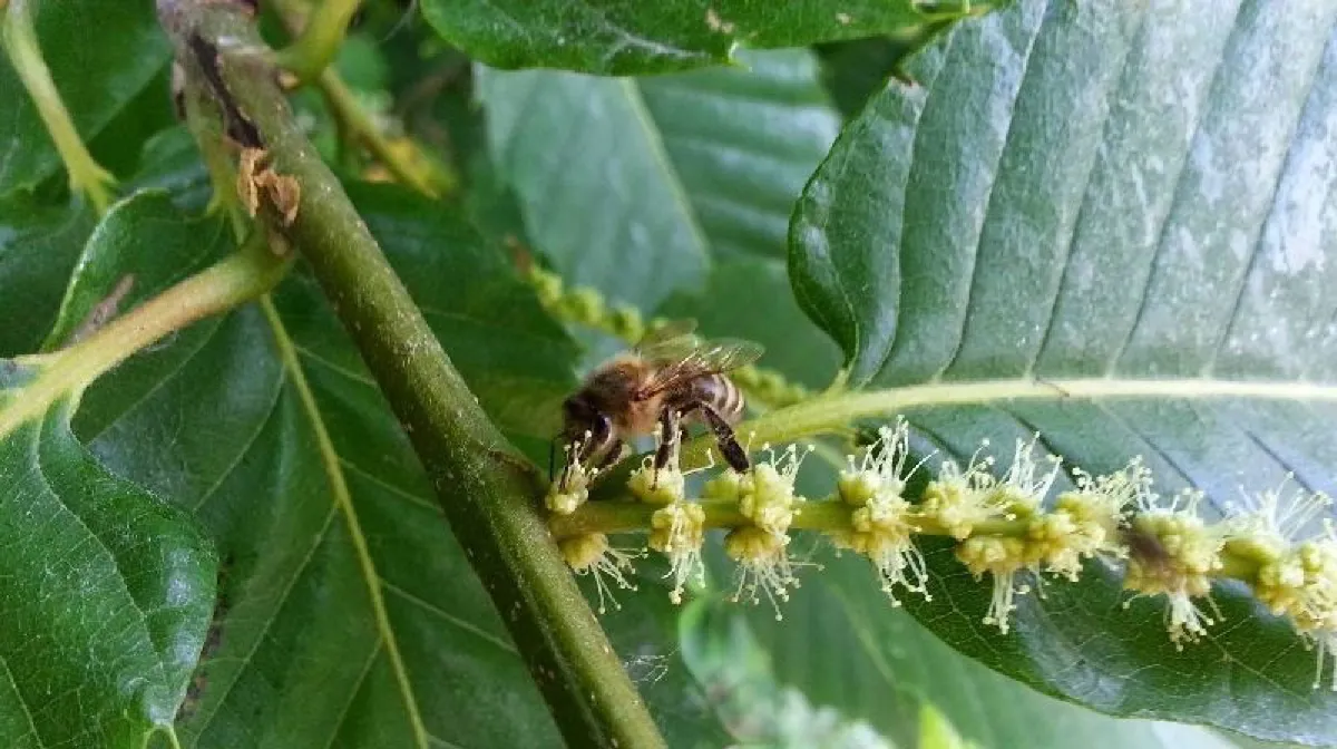 Carnica-Bienen auf einer Wabe