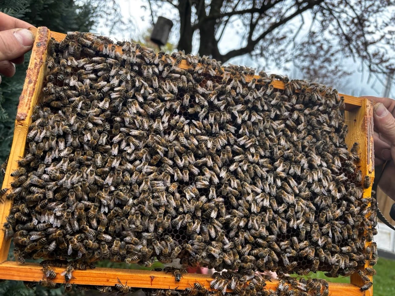 Carnica-Ableger — Bienenvolk vor dem Flugloch eines Holz-Bienenkastens unter einem Kastanienbaum